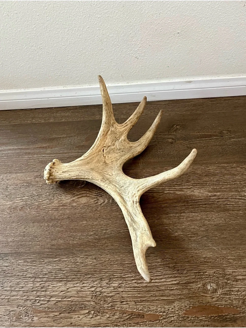 Natural Deer Antler Wall Accent - Cream Decorative Trophy